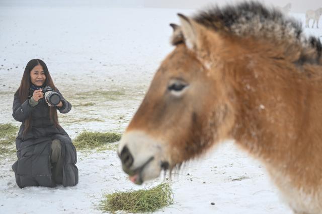 (260207) -- CHANGJI, Feb. 7, 2026 (Xinhua) -- A researcher takes photos of a Przewalski's horse at the Karamaile Mountain Nature Reserve, northwest China's Xinjiang Uygur Autonomous Region, Feb. 6, 2026. The Przewalski's horse, a globally endangered species under first-class national protection in China, was once extinct in the wild within the country. In 1985, China launched a reintroduction program, bringing the horses back from abroad for breeding. After more than 40 years of scientific protection and breeding, the population of Przewalski's horses in China has surpassed 900, accounting for one-third of the global total.
  At the Karamaile Mountain Nature Reserve, conservation workers work year-round as guardians of the Przewalski's horses. As the Spring Festival approaches, they continue conducting regular monitoring of the horses, identifying potential risks in the wild, and ensuring the horses can safely make it through the winter. (Xinhua/Ding Lei)