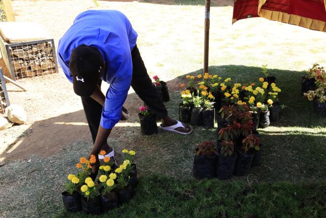 (260208) -- KHARTOUM, Feb. 8, 2026 (Xinhua) -- A participant arranges flower seedlings at the flower festival in Khartoum, Sudan, on Feb. 7, 2026.
  Khartoum this week hosted its first Flower Festival in nearly three years, a rare sign of recovery in a city scarred by war. The weeklong event is the largest horticulture and landscaping exhibition held in the capital since fighting erupted in April 2023. 
  TO GO WITH "Roundup: Flower festival brings color back to Sudan's capital after years of war" (Photo by Mohamed Khidir/Xinhua)
