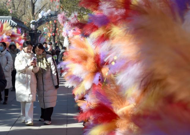 (260208) -- BEIJING, Feb. 8, 2026 (Xinhua) -- People visit the floral fair of a Spring Festival garden party at the Old Summer Palace (Yuanmingyuan) in Beijing, capital of China, Feb. 7, 2026.
  The four-day Spring Festival garden party opened here on Saturday. (Xinhua/Luo Xiaoguang)