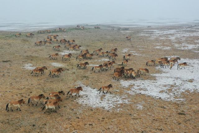 (260208) -- BEIJING, Feb. 8, 2026 (Xinhua) -- An aerial drone photo taken on Feb. 4, 2026 shows Przewalski's horses at the Karamaile Mountain Nature Reserve, northwest China's Xinjiang Uygur Autonomous Region.
  The Przewalski's horse, a globally endangered species under first-class national protection in China, was once extinct in the wild within the country. In 1985, China launched a reintroduction program, bringing the horses back from abroad for breeding. 
  After more than 40 years of scientific protection and breeding, the population of Przewalski's horses in China has surpassed 900, accounting for one-third of the global total.
  At the Karamaile Mountain Nature Reserve, conservation workers work year-round as guardians of the Przewalski's horses. As the Spring Festival approaches, they continue conducting regular monitoring of the horses, identifying potential risks in the wild, and ensuring the horses can safely make it through the winter. (Xinhua/Ding Lei)