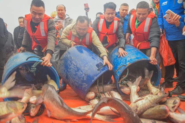 (260208) -- BEIJING, Feb. 8, 2026 (Xinhua) -- Villagers harvest fish for the traditional New Year celebrations in Yongzhou City, central China's Hunan Province, Feb. 7, 2026. 
As the Spring Festival approaches, various activities featuring time-honored traditions are held across the country, filling the air with great excitement.  (Photo by Jiang Keqing/Xinhua)