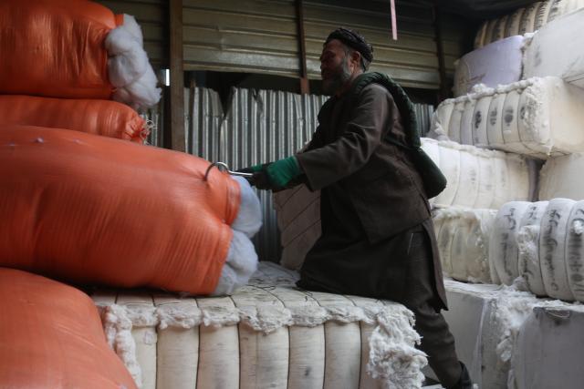 (260208) -- KABUL, Feb. 8, 2026 (Xinhua) -- A worker works on packaged cotton at a cotton processing shop in Kabul, capital of Afghanistan, on Feb. 8, 2026.
  Afghan farmers harvested more than 158,000 metric tons of cotton over the past year, the National Statistics and Information Authority said in a statement on Saturday.
  Cotton is one of Afghanistan's most popular export products. Its cotton exports reached 163 million U.S. dollars during the same period. (Photo by Saifurahman Safi/Xinhua)