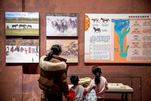 (260208) -- HOHHOT, Feb. 8, 2026 (Xinhua) -- People visit a horse-themed exhibition at the Inner Mongolia Museum in Hohhot, north China's Inner Mongolia Autonomous Region, Feb. 7, 2026.
  A special exhibition themed on horse was held at the Inner Mongolia Museum to celebrate the upcoming Chinese Lunar New Year, the Year of the Horse. (Xinhua/Lian Zhen)