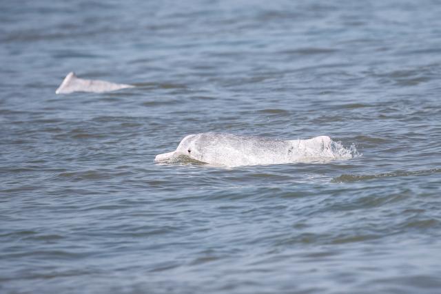 (260208) -- HAIKOU, Feb. 8, 2026 (Xinhua) -- This photo taken on Feb. 4, 2026 shows Chinese white dolphins in waters off south China's Hainan Province. During a special investigation in waters southwest of the island province of Hainan, a research team with the Institute of Deep-sea Science and Engineering under the Chinese Academy of Sciences spotted a group of Chinese white dolphins, with an estimated number of about 30 to 50.
   This sighting recorded a relatively large number of this species in the area in recent years. Chinese white dolphins typically move in small group of fewer than 10, making this sighting a rare occurrence.
    Highly sensitive to marine water quality, the Chinese white dolphin, an endangered species under first-class national protection in China, is also viewed as a health indicator of the ecosystem they live in. (Xinhua)