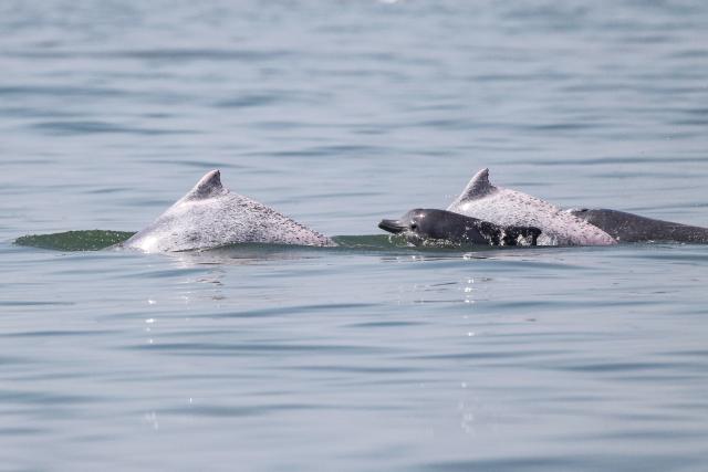 (260208) -- HAIKOU, Feb. 8, 2026 (Xinhua) -- This photo taken on Feb. 4, 2026 shows Chinese white dolphins in waters off south China's Hainan Province. During a special investigation in waters southwest of the island province of Hainan, a research team with the Institute of Deep-sea Science and Engineering under the Chinese Academy of Sciences spotted a group of Chinese white dolphins, with an estimated number of about 30 to 50.
   This sighting recorded a relatively large number of this species in the area in recent years. Chinese white dolphins typically move in small group of fewer than 10, making this sighting a rare occurrence.
    Highly sensitive to marine water quality, the Chinese white dolphin, an endangered species under first-class national protection in China, is also viewed as a health indicator of the ecosystem they live in. (Xinhua)
