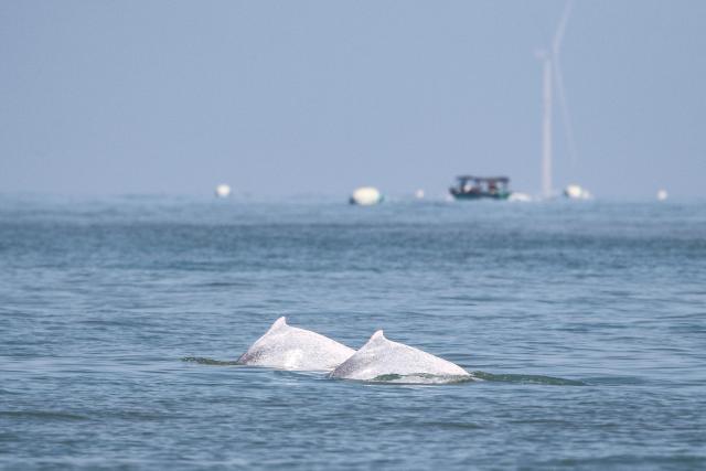 (260208) -- HAIKOU, Feb. 8, 2026 (Xinhua) -- This photo taken on Feb. 4, 2026 shows Chinese white dolphins in waters off south China's Hainan Province. During a special investigation in waters southwest of the island province of Hainan, a research team with the Institute of Deep-sea Science and Engineering under the Chinese Academy of Sciences spotted a group of Chinese white dolphins, with an estimated number of about 30 to 50.
   This sighting recorded a relatively large number of this species in the area in recent years. Chinese white dolphins typically move in small group of fewer than 10, making this sighting a rare occurrence.
    Highly sensitive to marine water quality, the Chinese white dolphin, an endangered species under first-class national protection in China, is also viewed as a health indicator of the ecosystem they live in. (Xinhua)