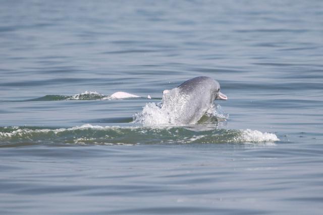 (260208) -- HAIKOU, Feb. 8, 2026 (Xinhua) -- This photo taken on Feb. 4, 2026 shows a Chinese white dolphin in waters off south China's Hainan Province. During a special investigation in waters southwest of the island province of Hainan, a research team with the Institute of Deep-sea Science and Engineering under the Chinese Academy of Sciences spotted a group of Chinese white dolphins, with an estimated number of about 30 to 50.
   This sighting recorded a relatively large number of this species in the area in recent years. Chinese white dolphins typically move in small group of fewer than 10, making this sighting a rare occurrence.
    Highly sensitive to marine water quality, the Chinese white dolphin, an endangered species under first-class national protection in China, is also viewed as a health indicator of the ecosystem they live in. (Xinhua)