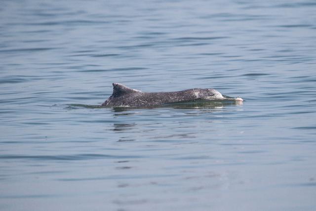(260208) -- HAIKOU, Feb. 8, 2026 (Xinhua) -- This photo taken on Feb. 4, 2026 shows a Chinese white dolphin in waters off south China's Hainan Province. During a special investigation in waters southwest of the island province of Hainan, a research team with the Institute of Deep-sea Science and Engineering under the Chinese Academy of Sciences spotted a group of Chinese white dolphins, with an estimated number of about 30 to 50.
   This sighting recorded a relatively large number of this species in the area in recent years. Chinese white dolphins typically move in small group of fewer than 10, making this sighting a rare occurrence.
    Highly sensitive to marine water quality, the Chinese white dolphin, an endangered species under first-class national protection in China, is also viewed as a health indicator of the ecosystem they live in. (Xinhua)