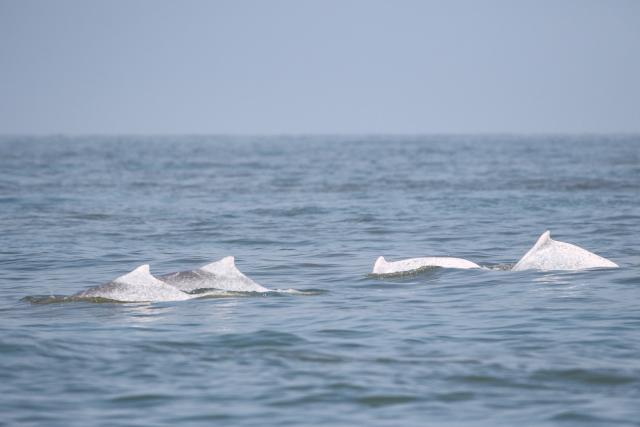 (260208) -- HAIKOU, Feb. 8, 2026 (Xinhua) -- This photo taken on Feb. 4, 2026 shows Chinese white dolphins in waters off south China's Hainan Province. During a special investigation in waters southwest of the island province of Hainan, a research team with the Institute of Deep-sea Science and Engineering under the Chinese Academy of Sciences spotted a group of Chinese white dolphins, with an estimated number of about 30 to 50.
   This sighting recorded a relatively large number of this species in the area in recent years. Chinese white dolphins typically move in small group of fewer than 10, making this sighting a rare occurrence.
    Highly sensitive to marine water quality, the Chinese white dolphin, an endangered species under first-class national protection in China, is also viewed as a health indicator of the ecosystem they live in. (Xinhua)
