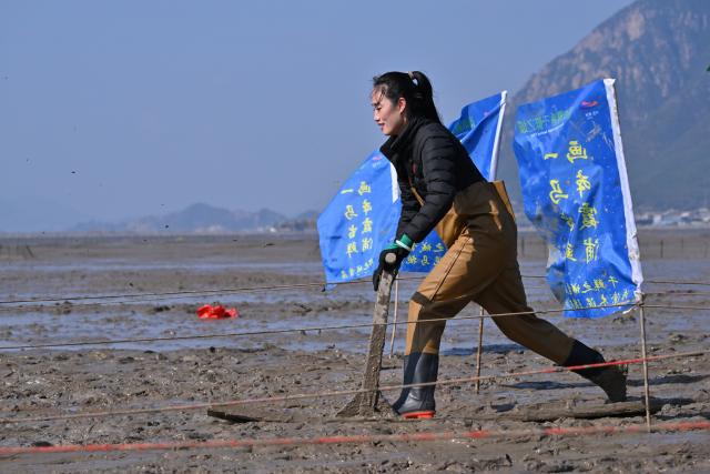 (260208) -- XIAPU, Feb. 8, 2026 (Xinhua) -- A woman attends a "munima" racing competition in Xiapu County, southeast China's Fujian Province, Feb. 8, 2026. "Munima," meaning "wooden mud horse" in Chinese, is a traditional sled-like tool for gliding over tidal flats to pick up seafood. Horse-themed tourism has surged recently in Xiapu County as the lunar Year of the Horse approaches. (Xinhua/Jiang Kehong)