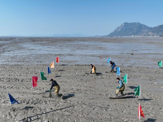 (260208) -- XIAPU, Feb. 8, 2026 (Xinhua) -- A drone photo taken on Feb. 8, 2026 shows people attending a "munima" racing competition in Xiapu County, southeast China's Fujian Province. "Munima," meaning "wooden mud horse" in Chinese, is a traditional sled-like tool for gliding over tidal flats to pick up seafood. Horse-themed tourism has surged recently in Xiapu County as the lunar Year of the Horse approaches. (Xinhua/Jiang Kehong)