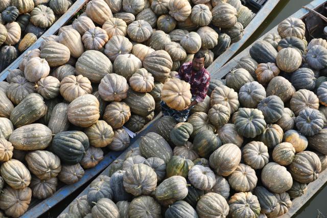 (260209) -- MUNSHIGANJ, Feb. 9, 2026 (Xinhua) -- A farmer shows a pumpkin on a boat loaded with harvested pumpkins in Munshiganj on the outskirts of Dhaka, Bangladesh, Feb. 8, 2026. (Photo by Habibur Rahman/Xinhua)
