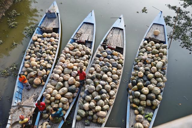 (260209) -- MUNSHIGANJ, Feb. 9, 2026 (Xinhua) -- Farmers carry harvested pumpkins onto boats in Munshiganj on the outskirts of Dhaka, Bangladesh, Feb. 8, 2026. (Photo by Habibur Rahman/Xinhua)