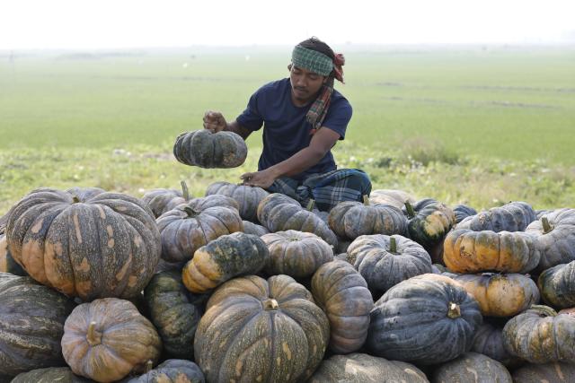(260209) -- MUNSHIGANJ, Feb. 9, 2026 (Xinhua) -- A worker loads harvested pumpkins onto a truck in Munshiganj on the outskirts of Dhaka, Bangladesh, Feb. 8, 2026. (Photo by Habibur Rahman/Xinhua)