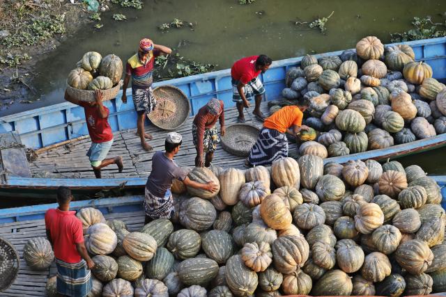 (260209) -- MUNSHIGANJ, Feb. 9, 2026 (Xinhua) -- Farmers carry harvested pumpkins in Munshiganj on the outskirts of Dhaka, Bangladesh, Feb. 8, 2026. (Photo by Habibur Rahman/Xinhua)