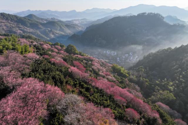 (260209) -- HUANGSHAN, Feb. 9, 2026 (Xinhua) -- An aerial drone photo taken on Feb. 9, 2026 shows the plum blossoms in Maihuayu Villlage of Shexian County, east China's Anhui Province. (Photo by Fan Chengzhu/Xinhua)