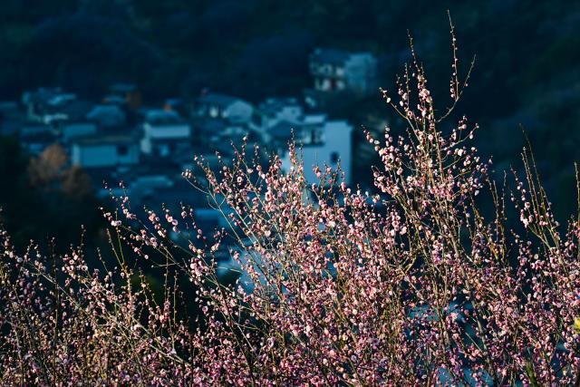 (260209) -- HUANGSHAN, Feb. 9, 2026 (Xinhua) -- This photo taken on Feb. 9, 2026 shows the plum blossoms in Maihuayu Villlage of Shexian County, east China's Anhui Province. (Xinhua/Zhou Mu)