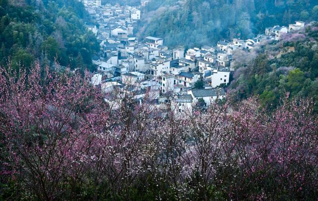 (260209) -- HUANGSHAN, Feb. 9, 2026 (Xinhua) -- This photo taken on Feb. 9, 2026 shows the scenery of Maihuayu Villlage amid the plum blossoms in Shexian County, east China's Anhui Province. (Xinhua/Zhou Mu)