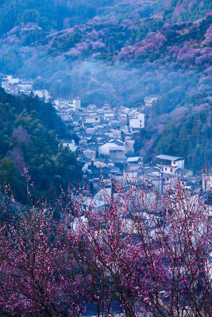 (260209) -- HUANGSHAN, Feb. 9, 2026 (Xinhua) -- This photo taken on Feb. 9, 2026 shows the scenery of Maihuayu Villlage amid the plum blossoms in Shexian County, east China's Anhui Province. (Xinhua/Zhou Mu)