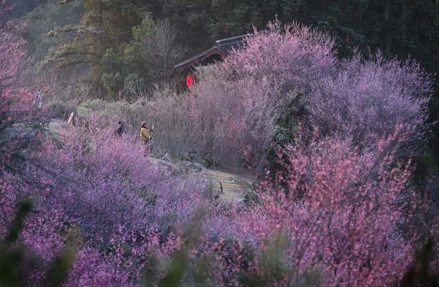 (260209) -- HUANGSHAN, Feb. 9, 2026 (Xinhua) -- Tourists enjoy the plum blossoms in Maihuayu Villlage of Shexian County, east China's Anhui Province, on Feb. 9, 2026. (Xinhua/Zhou Mu)