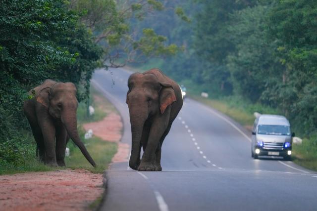 (260210) -- DAMBULLA, Feb. 10, 2026 (Xinhua) -- Wild elephants walk along a road in Dambulla, Sri Lanka, Feb. 8, 2026. Sri Lanka is one of the most biodiverse countries in Asia, where humans and nature coexist harmoniously. (Photo by Thilina Kaluthotage/Xinhua)