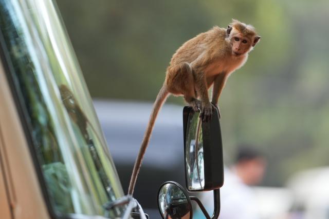 (260210) -- DAMBULLA, Feb. 10, 2026 (Xinhua) -- A toque macaque is pictured in Dambulla, Sri Lanka, Feb. 9, 2026. Sri Lanka is one of the most biodiverse countries in Asia, where humans and nature coexist harmoniously. (Photo by Thilina Kaluthotage/Xinhua)