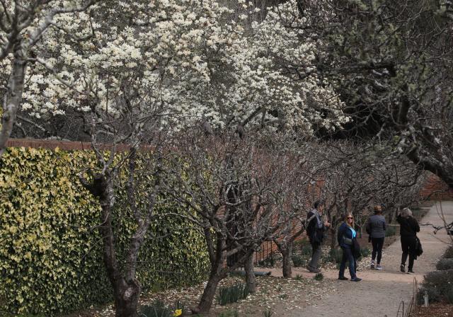 (260210) -- SAN FRANCISCO, Feb. 10, 2026 (Xinhua) -- People stroll at the Filoli Historic House & Garden of Woodside in San Francisco Bay Area of California, the United States, on Feb. 9, 2026. (Photo by Liu Yilin/Xinhua)