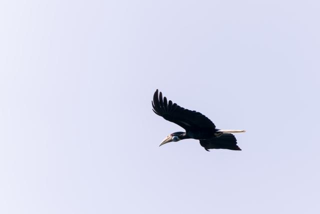 (260210) -- YINGJIANG, Feb. 10, 2026 (Xinhua) -- A hornbill flies over Shiti Village, Yingjiang County, southwest China's Yunnan Province, Feb. 7, 2026. In Yunnan Tongbiguan provincial nature reserve, hornbills, a species under first-class state protection in China, are in a critical period of breeding preparation. Members of the "Hornbill Patrol Team" conduct regular patrols to ensure their safety during the breeding season.
   The "Hornbill Patrol Team" is composed of local villagers and forest rangers. Since its establishment in 2021, the team has grown to 26 members. Apart from patrolling, many of them also work as bird-watching guides or are involved in the ecological industry, achieving a positive interaction between ecological conservation and community development. (Xinhua/Gao Yongwei)