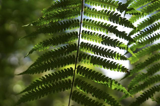 (260210) -- WUZHISHAN, Feb. 10, 2026 (Xinhua) -- This photo taken on Feb. 4, 2026 shows the alsophila spinulosa, a rare tree species at Wuzhishan section of the Hainan Tropical Rainforest National Park in south China's Hainan Province. Wuzhishan section is a core part of the Hainan Tropical Rainforest National Park. (Xinhua/Li Xiao)