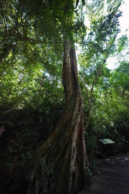 (260210) -- WUZHISHAN, Feb. 10, 2026 (Xinhua) -- This photo taken on Feb. 4, 2026 shows a view at the Wuzhishan section of the Hainan Tropical Rainforest National Park in south China's Hainan Province. Wuzhishan section is a core part of the Hainan Tropical Rainforest National Park. (Xinhua/Li Xiao)