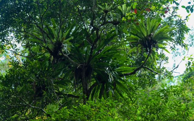 (260210) -- WUZHISHAN, Feb. 10, 2026 (Xinhua) -- This photo taken on Feb. 4, 2026 shows a view at the Wuzhishan section of the Hainan Tropical Rainforest National Park in south China's Hainan Province. Wuzhishan section is a core part of the Hainan Tropical Rainforest National Park. (Xinhua/Li Xiao)