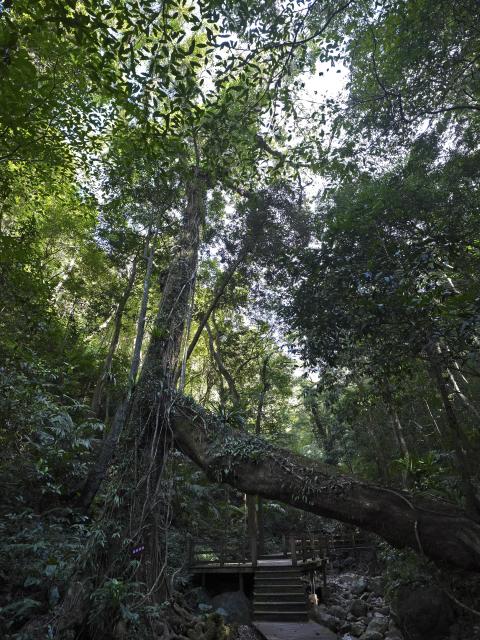 (260210) -- WUZHISHAN, Feb. 10, 2026 (Xinhua) -- This photo taken on Feb. 4, 2026 shows a view at the Wuzhishan section of the Hainan Tropical Rainforest National Park in south China's Hainan Province. Wuzhishan section is a core part of the Hainan Tropical Rainforest National Park. (Xinhua/Li Xiao)