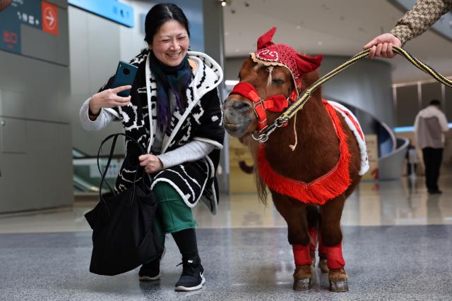 (260210) -- SHANGHAI, Feb. 10, 2026 (Xinhua) -- A visitor interacts with a Shetland pony during Galloping Wonders: Year of the Horse Science & Culture Exhibition at Shanghai Science & Technology Museum in east China's Shanghai, Feb. 10, 2026. Jointly hosted by Shanghai Science & Technology Museum and the Palace Museum, the exhibition kicked off here on Tuesday. (Xinhua/Fang Zhe)