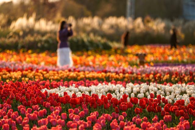 (260211) -- BEIJING, Feb. 11, 2026 (Xinhua) -- A citizen enjoys flowers at a flower park in Kunming City, southwest China's Yunnan Province, Feb. 10, 2026. (Xinhua/Peng Yikai)