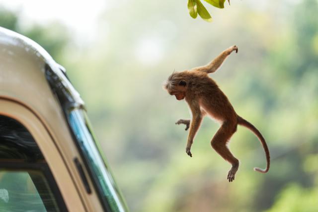 (260211) -- BEIJING, Feb. 11, 2026 (Xinhua) -- A toque macaque is pictured in Dambulla, Sri Lanka, Feb. 9, 2026. (Photo by Thilina Kaluthotage/Xinhua)