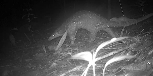 (260211) -- PHNOM PENH, Feb. 11, 2026 (Xinhua) -- A camera-trap captures a Sunda pangolin with her baby at the Virachey National Park in northeastern Cambodia on July 20, 2025. A camera-trap biodiversity survey has revealed the remarkable diversity of wildlife species inhabiting the vast, untouched, and biodiverse Virachey National Park in northeastern Cambodia, said a joint press release on Wednesday.
   TO GO WITH "Roundup: Camera traps reveal rare wildlife species in one of Cambodia's largest nature reserves" (Fauna & Flora/Handout via Xinhua)