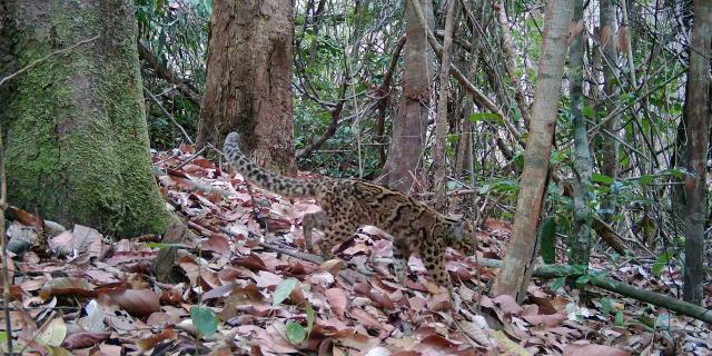 (260211) -- PHNOM PENH, Feb. 11, 2026 (Xinhua) -- A camera-trap captures a Marbled cat at the Virachey National Park in northeastern Cambodia on April 13, 2025. A camera-trap biodiversity survey has revealed the remarkable diversity of wildlife species inhabiting the vast, untouched, and biodiverse Virachey National Park in northeastern Cambodia, said a joint press release on Wednesday.
   TO GO WITH "Roundup: Camera traps reveal rare wildlife species in one of Cambodia's largest nature reserves" (Fauna & Flora/Handout via Xinhua)