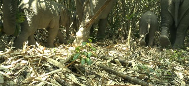(260211) -- PHNOM PENH, Feb. 11, 2026 (Xinhua) -- A camera-trap captures a herd of Asian elephants at the Virachey National Park in northeastern Cambodia on April 9, 2025. A camera-trap biodiversity survey has revealed the remarkable diversity of wildlife species inhabiting the vast, untouched, and biodiverse Virachey National Park in northeastern Cambodia, said a joint press release on Wednesday.
   TO GO WITH "Roundup: Camera traps reveal rare wildlife species in one of Cambodia's largest nature reserves" (Fauna & Flora/Handout via Xinhua)