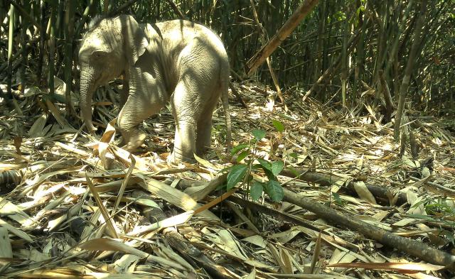 (260211) -- PHNOM PENH, Feb. 11, 2026 (Xinhua) -- A camera-trap captures a baby Asian elephant at the Virachey National Park in northeastern Cambodia on April 9, 2025. A camera-trap biodiversity survey has revealed the remarkable diversity of wildlife species inhabiting the vast, untouched, and biodiverse Virachey National Park in northeastern Cambodia, said a joint press release on Wednesday.
   TO GO WITH "Roundup: Camera traps reveal rare wildlife species in one of Cambodia's largest nature reserves" (Fauna & Flora/Handout via Xinhua)