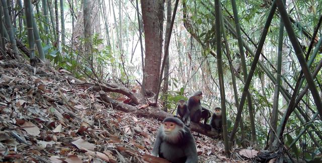 (260211) -- PHNOM PENH, Feb. 11, 2026 (Xinhua) -- A camera-trap captures Douc langurs at the Virachey National Park in northeastern Cambodia on Aug. 22, 2025. A camera-trap biodiversity survey has revealed the remarkable diversity of wildlife species inhabiting the vast, untouched, and biodiverse Virachey National Park in northeastern Cambodia, said a joint press release on Wednesday.
   TO GO WITH "Roundup: Camera traps reveal rare wildlife species in one of Cambodia's largest nature reserves" (Fauna & Flora/Handout via Xinhua)