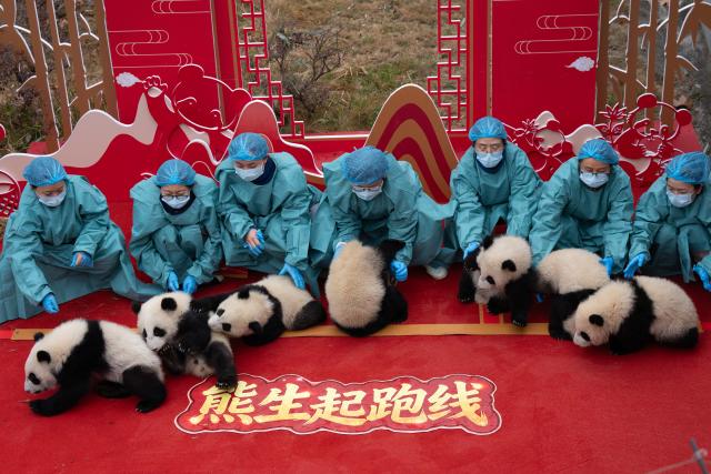 (260211) -- CHENGDU, Feb. 11, 2026 (Xinhua) -- Giant panda cubs and their breeders are pictured during a group appearance event in celebration of the Spring Festival at the Chengdu Research Base of Giant Panda Breeding in Chengdu, southwest China's Sichuan Province, on Feb. 4, 2026. Thirty giant panda cubs were gathered at the China Conservation and Research Center for the Giant Panda and the Chengdu Research Base of Giant Panda Breeding recently to send Spring Festival greetings.
   A total of 45 cubs were born in the two breeding bases in 2025. (Xinhua/Xu Bingjie)