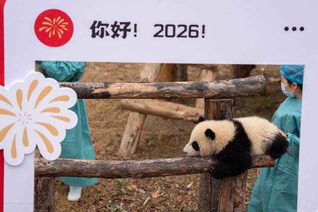 (260211) -- CHENGDU, Feb. 11, 2026 (Xinhua) -- A giant panda cub is pictured during a group appearance event in celebration of the Spring Festival at the Chengdu Research Base of Giant Panda Breeding in Chengdu, southwest China's Sichuan Province, on Feb. 4, 2026. Thirty giant panda cubs were gathered at the China Conservation and Research Center for the Giant Panda and the Chengdu Research Base of Giant Panda Breeding recently to send Spring Festival greetings.
   A total of 45 cubs were born in the two breeding bases in 2025. (Xinhua/Xu Bingjie)