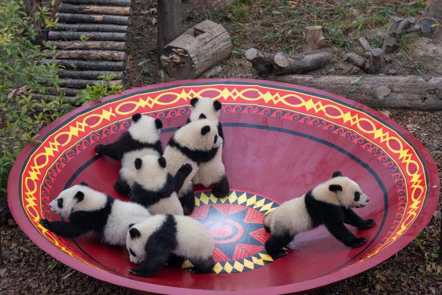 (260211) -- CHENGDU, Feb. 11, 2026 (Xinhua) -- Giant panda cubs are pictured during a group appearance event in celebration of the Spring Festival at the Chengdu Research Base of Giant Panda Breeding in Chengdu, southwest China's Sichuan Province, on Feb. 4, 2026. Thirty giant panda cubs were gathered at the China Conservation and Research Center for the Giant Panda and the Chengdu Research Base of Giant Panda Breeding recently to send Spring Festival greetings.
   A total of 45 cubs were born in the two breeding bases in 2025. (Xinhua/Xu Bingjie)
