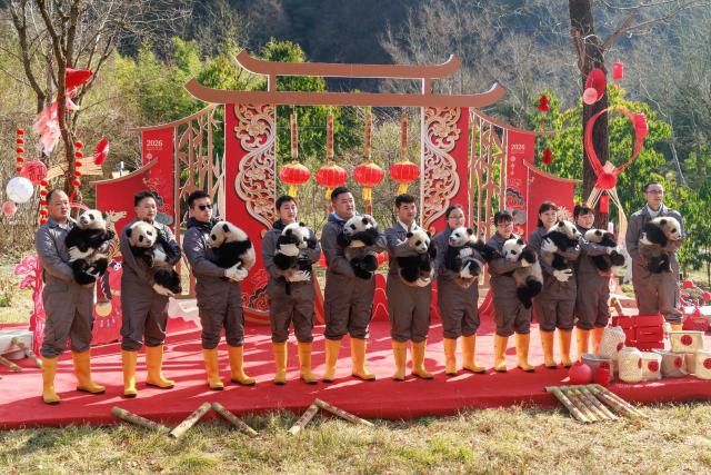 (260211) -- CHENGDU, Feb. 11, 2026 (Xinhua) -- Giant panda cubs held by their breeders are pictured during a group appearance event in celebration of the Spring Festival at the Shenshuping giant panda base of the China Conservation and Research Center for the Giant Panda in Wolong, southwest China's Sichuan Province, on Feb. 5, 2026. Thirty giant panda cubs were gathered at the China Conservation and Research Center for the Giant Panda and the Chengdu Research Base of Giant Panda Breeding recently to send Spring Festival greetings.
   A total of 45 cubs were born in the two breeding bases in 2025. (Photo by Chen Juwei/Xinhua)