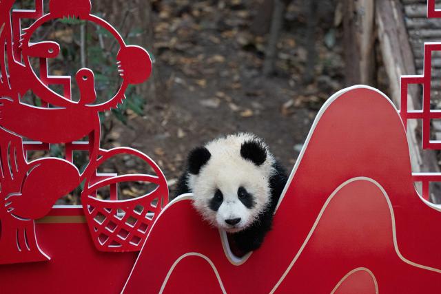 (260211) -- CHENGDU, Feb. 11, 2026 (Xinhua) -- A giant panda cub is pictured during a group appearance event in celebration of the Spring Festival at the Chengdu Research Base of Giant Panda Breeding in Chengdu, southwest China's Sichuan Province, on Feb. 4, 2026. Thirty giant panda cubs were gathered at the China Conservation and Research Center for the Giant Panda and the Chengdu Research Base of Giant Panda Breeding recently to send Spring Festival greetings.
   A total of 45 cubs were born in the two breeding bases in 2025. (Xinhua/Xu Bingjie)