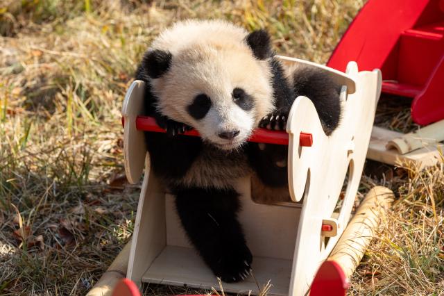 (260211) -- CHENGDU, Feb. 11, 2026 (Xinhua) -- A giant panda cub plays on a wooden horse at the Shenshuping giant panda base of the China Conservation and Research Center for the Giant Panda in Wolong, southwest China's Sichuan Province, on Feb. 5, 2026. Thirty giant panda cubs were gathered at the China Conservation and Research Center for the Giant Panda and the Chengdu Research Base of Giant Panda Breeding recently to send Spring Festival greetings.
   A total of 45 cubs were born in the two breeding bases in 2025. (Photo by Chen Juwei/Xinhua)
