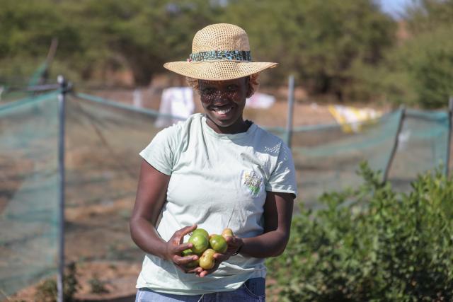 (260212) -- SAO DOMINGOS, Feb. 12, 2026 (Xinhua) -- A woman shows harvested tomatoes in the community of Moia Moia in Sao Domingos Municipality on Santiago Island, Cape Verde, Feb. 11, 2026.
  Local women in the community of Moia Moia turn seaweed into organic fertilizers, which are then applied to the cultivation of tomatoes, maize and watermelons. (Photo by Elton Monteiro/Xinhua)