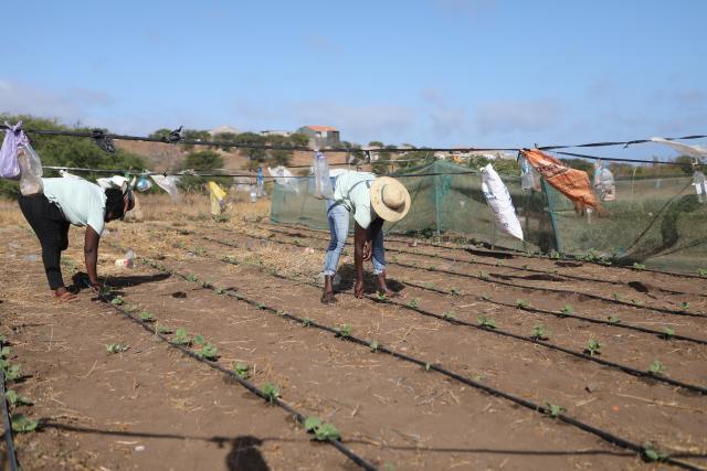 (260212) -- SAO DOMINGOS, Feb. 12, 2026 (Xinhua) -- Locals tend seedlings in the community of Moia Moia in Sao Domingos Municipality on Santiago Island, Cape Verde, Feb. 11, 2026.
  Local women in the community of Moia Moia turn seaweed into organic fertilizers, which are then applied to the cultivation of tomatoes, maize and watermelons. (Photo by Elton Monteiro/Xinhua)