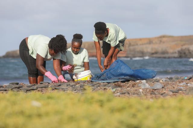 (260212) -- SAO DOMINGOS, Feb. 12, 2026 (Xinhua) -- Locals collect seaweed along the shore near the community of Moia Moia in Sao Domingos Municipality on Santiago Island, Cape Verde, Feb. 11, 2026.
  Local women in the community of Moia Moia turn seaweed into organic fertilizers, which are then applied to the cultivation of tomatoes, maize and watermelons. (Photo by Elton Monteiro/Xinhua)