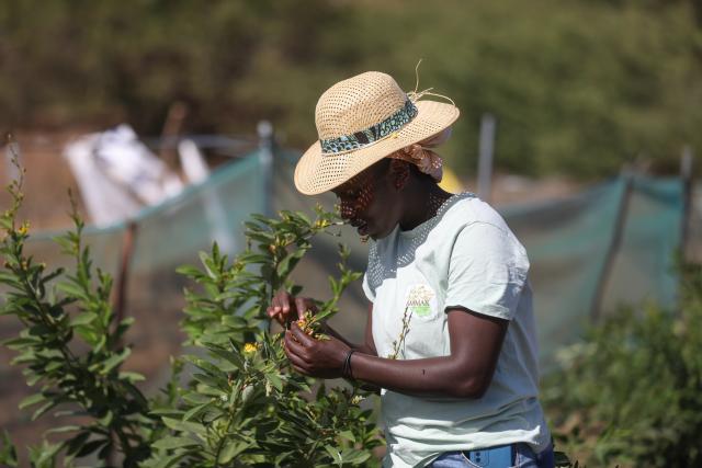 (260212) -- SAO DOMINGOS, Feb. 12, 2026 (Xinhua) -- A woman tends crops in the community of Moia Moia in Sao Domingos Municipality on Santiago Island, Cape Verde, Feb. 11, 2026.
  Local women in the community of Moia Moia turn seaweed into organic fertilizers, which are then applied to the cultivation of tomatoes, maize and watermelons. (Photo by Elton Monteiro/Xinhua)